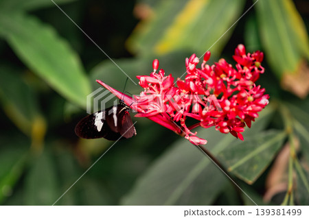 Close-Up of papilio lowi tropical butterfly Close-Up of papilio lowi tropical butterfly 139381499