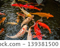 Colorful Japanese Koi Fish in Serene Pond 139381500