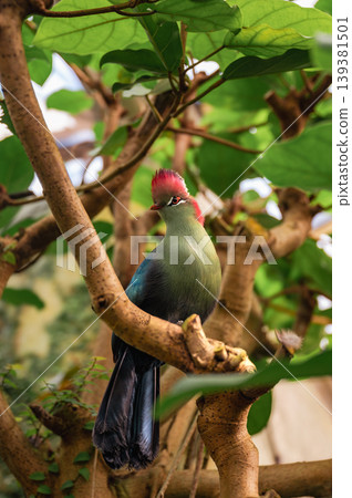 Fischer's Turaco, Tauraco fischeri Fischer's Turaco, Tauraco fischeri 139381501