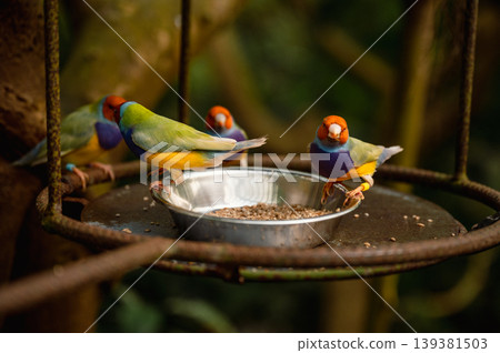 Close-Up of a Colorful Gouldian Finch - Chloebia gouldiae Close-Up of a Colorful Gouldian Finch - Chloebia gouldiae 139381503