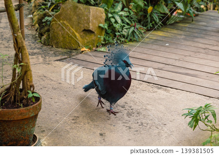Goura victoria - Cowned pigeon. Close-Up Goura victoria - Cowned pigeon. Close-Up 139381505