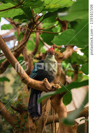 Fischer's Turaco, Tauraco fischeri Fischer's Turaco, Tauraco fischeri 139381506