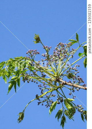 Chinaberry buds, April 2026 Chinaberry buds, April 2026 139381559
