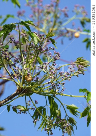 Chinaberry buds, April 2026 Chinaberry buds, April 2026 139381562