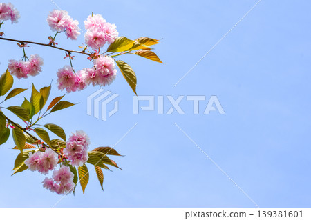 A branch of cherry blossoms adorned with pink flowers and green leaves stretches across the frame, set against a bright blue sky, creating a serene and vibrant natural scene A branch of cherry blossoms adorned with pink flowers and green leaves stretches across the frame, set against a bright blue sky, creating a serene and vibrant natural scene 139381601