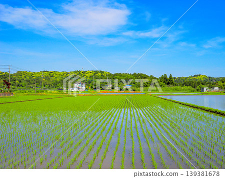 Rice paddy after rice planting Rice paddy after rice planting 139381678