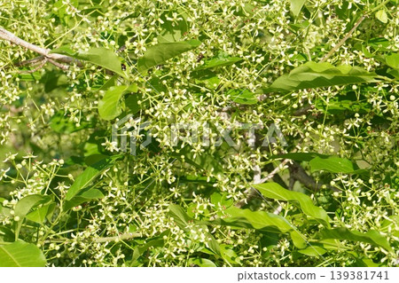 Mayumi flower - April 2026 139381741