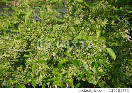 Mayumi flower - April 2026 Mayumi flower - April 2026 139381753