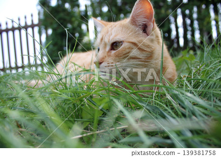 ginger cat ginger cat 139381758