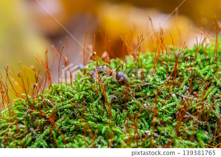 Ants foraging on lush green moss during a warm afternoon in a forest, displaying intricate details of nature's miniature ecosystem Ants foraging on lush green moss during a warm afternoon in a forest, displaying intricate details of nature's miniature ecosystem 139381765