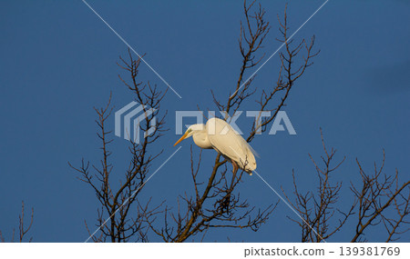 Elegant Ardea alba modesta perched on bare branches against a vivid blue sky during early morning light showcasing its striking white plumage Elegant Ardea alba modesta perched on bare branches against a vivid blue sky during early morning light showcasing its striking white plumage 139381769