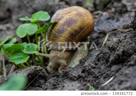 Snail crawling through soil near small green plants in a garden setting during the daytime Snail crawling through soil near small green plants in a garden setting during the daytime 139381772