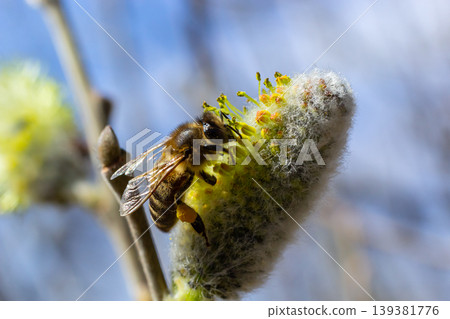 A bee on a branch of a blooming willow A bee on a branch of a blooming willow 139381776