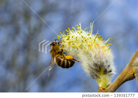 A bee on a branch of a blooming willow A bee on a branch of a blooming willow 139381777