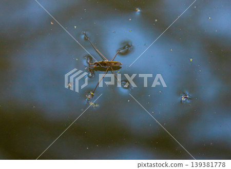 Insect Gerris lacustris, known as common pond skater or common water strider is a species of water strider, found in Europe have ability to move quickly on the water surface and have hydrophobic legs Insect Gerris lacustris, known as common pond skater or common water strider is a species of water strider, found in Europe have ability to move quickly on the water surface and have hydrophobic legs 139381778