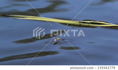 Insect Gerris lacustris, known as common pond skater or common water strider is a species of water strider, found in Europe have ability to move quickly on the water surface and have hydrophobic legs Insect Gerris lacustris, known as common pond skater or common water strider is a species of water strider, found in Europe have ability to move quickly on the water surface and have hydrophobic legs 139381779
