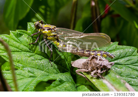 Larval dragonfly grey shell. Nymphal exuvia of Gomphus vulgatissimus. White filaments hanging out of exuvia are linings of tracheae. Exuviae, dried outer casing on blade of grass 139381780