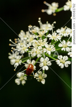 Close-up of a small insect resting on delicate white flowers in a natural setting during daylight Close-up of a small insect resting on delicate white flowers in a natural setting during daylight 139381782