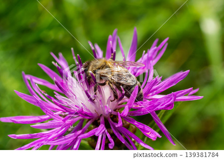 A flying honey bee collects pollen on a flower A flying honey bee collects pollen on a flower 139381784