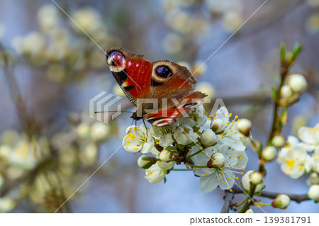 Colourful European Common Peacock Butterfly Aglais io 139381791