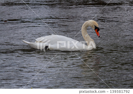 A white mute swan swims on a calm body of water. The water is blue. The swan has slightly raised its wings A white mute swan swims on a calm body of water. The water is blue. The swan has slightly raised its wings 139381792