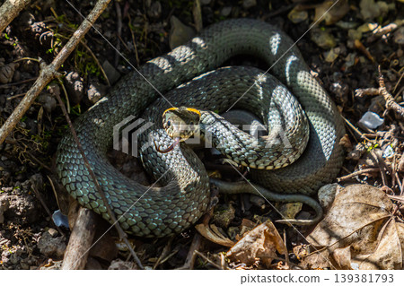 The grass snake Natrix natrix, sometimes called the ringed snake or water snake, is a Eurasian non-venomous snake. Mating time in spring in the forest The grass snake Natrix natrix, sometimes called the ringed snake or water snake, is a Eurasian non-venomous snake. Mating time in spring in the forest 139381793