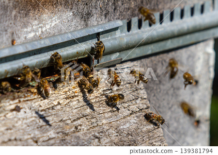Busy bees gather pollen and nectar at the hive entrance during a sunny afternoon in a lush garden setting 139381794