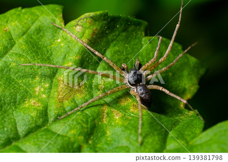 Adult Female Wolf Spider from the Family Lycosidae hunted a red insect carnivorous Adult Female Wolf Spider from the Family Lycosidae hunted a red insect carnivorous 139381798
