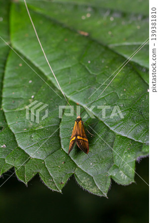 Detailed close-up of a small insect resting on a green leaf in a natural environment, showcasing its vibrant colors and delicate features 139381810
