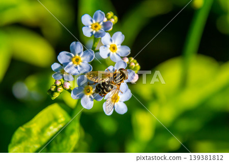 Bees gathering pollen from small blue flowers during a sunny afternoon in a lush garden Bees gathering pollen from small blue flowers during a sunny afternoon in a lush garden 139381812