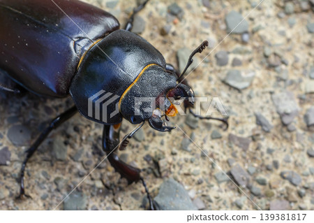 Close-up of a large black beetle on a rough surface showcasing intricate details of its head and antennae during daylight Close-up of a large black beetle on a rough surface showcasing intricate details of its head and antennae during daylight 139381817