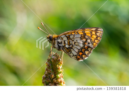 Butterfly perched on a blooming flower in a vibrant green garden during warm afternoon sunlight Butterfly perched on a blooming flower in a vibrant green garden during warm afternoon sunlight 139381818