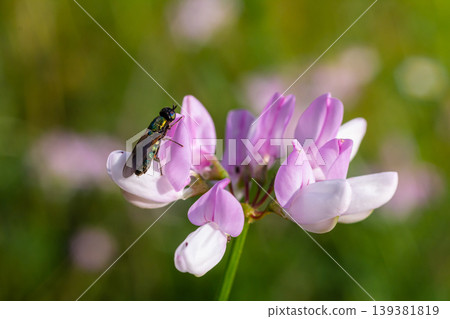 Close-up view of a green beetle perched on a delicate pink and white flower surrounded by vibrant green foliage in a sunny meadow Close-up view of a green beetle perched on a delicate pink and white flower surrounded by vibrant green foliage in a sunny meadow 139381819