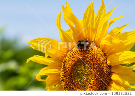 Bumble bee sitting on a thistle flower, closeup. Front view. Genus species Bombus Bumble bee sitting on a thistle flower, closeup. Front view. Genus species Bombus 139381821