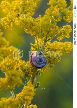 Heath snail Helicella itala banded form, a species of medium-sized, air-breathing land snail, a terrestrial pulmonate gastropod mollusk in the family Geomitridae, the hairy snails and their allies 139381829