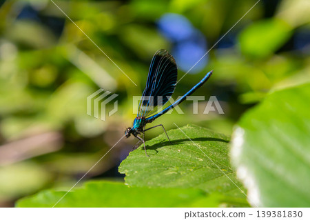 Beautiful blue dragonfly resting on a green leaf in a lush environment during a sunny daytime Beautiful blue dragonfly resting on a green leaf in a lush environment during a sunny daytime 139381830