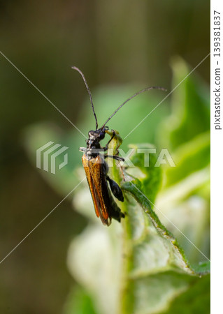 Detailed look at a metallic green insect perched on a leafy stem in a natural environment during daylight hours Detailed look at a metallic green insect perched on a leafy stem in a natural environment during daylight hours 139381837