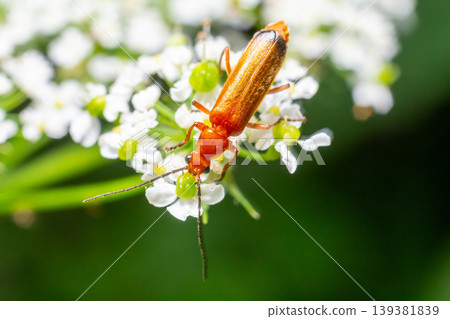 Bright orange insect feeding on delicate white flowers in a lush garden during a sunny afternoon Bright orange insect feeding on delicate white flowers in a lush garden during a sunny afternoon 139381839