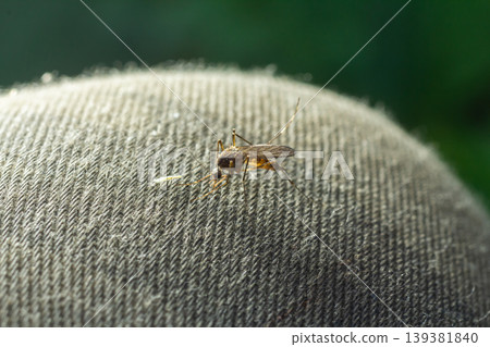 Closeup Aedes aegypti or common house mosquito 139381840