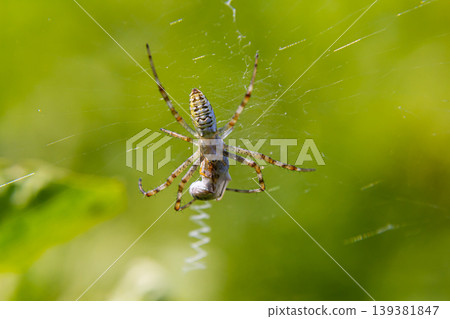 Spider weaving a web in a lush green garden during daylight hours 139381847