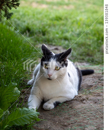 Black and white cat relaxing on the ground in a green grassy area in Bucharest Romania capturing a serene moment on a sunny day 139381848