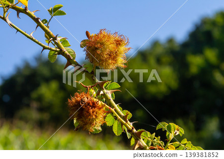 Vivid close-up of unusual plant growth on a branch in a sunny outdoor setting during daytime Vivid close-up of unusual plant growth on a branch in a sunny outdoor setting during daytime 139381852
