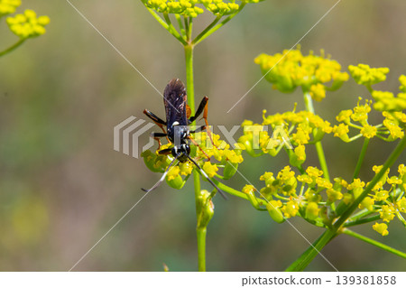 Close-up view of a bee gathering pollen from yellow flowering plants during a sunny day in a natural setting Close-up view of a bee gathering pollen from yellow flowering plants during a sunny day in a natural setting 139381858
