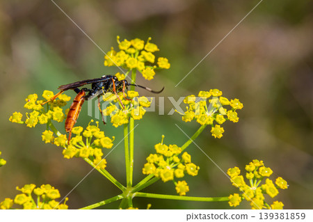 Black wasp collecting nectar from yellow flowers in a lush garden during a sunny afternoon 139381859