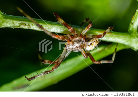 Close view of a brown spider climbing a green stem in a vibrant garden during daylight hours Close view of a brown spider climbing a green stem in a vibrant garden during daylight hours 139381861