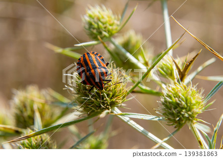 Bright orange and black striped insect on green plant in natural habitat during sunny day 139381863