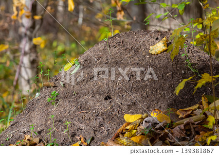 Ant hill in a forest during autumn surrounded by fallen leaves and trees displaying seasonal colors Ant hill in a forest during autumn surrounded by fallen leaves and trees displaying seasonal colors 139381867