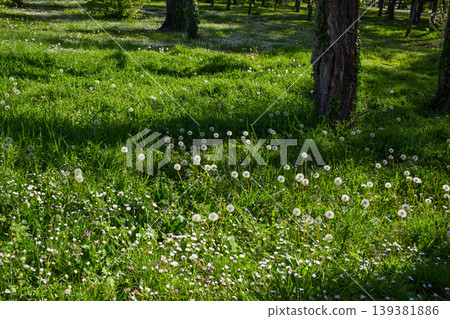 Green meadow filled with dandelions and small daisies spreads across the ground beneath tall green trees, illuminated by sunlight filtering through the green leaves at springtime. Green meadow filled with dandelions and small daisies spreads across the ground beneath tall green trees, illuminated by sunlight filtering through the green leaves at springtime. 139381886