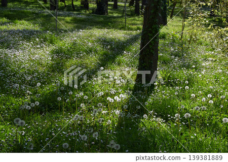 Green meadow filled with dandelions and small daisies spreads across the ground beneath tall green trees, illuminated by sunlight filtering through the green leaves at springtime. Green meadow filled with dandelions and small daisies spreads across the ground beneath tall green trees, illuminated by sunlight filtering through the green leaves at springtime. 139381889