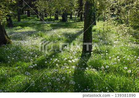Green meadow filled with dandelions and small daisies spreads across the ground beneath tall green trees, illuminated by sunlight filtering through the green leaves at springtime. Green meadow filled with dandelions and small daisies spreads across the ground beneath tall green trees, illuminated by sunlight filtering through the green leaves at springtime. 139381890